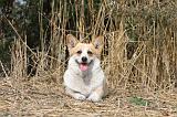 CORGI PEMBROKE 277